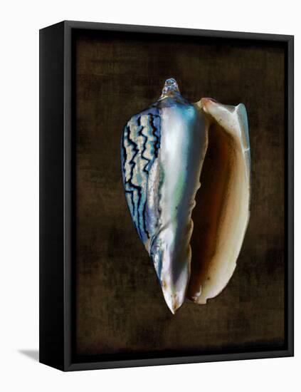Ocean Treasure I-Caroline Kelly-Framed Stretched Canvas