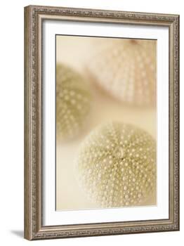 Ocean Treasures III-Karyn Millet-Framed Photographic Print