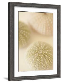 Ocean Treasures III-Karyn Millet-Framed Photographic Print