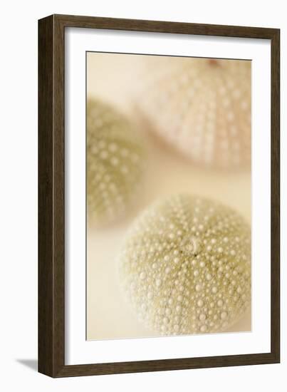 Ocean Treasures III-Karyn Millet-Framed Photographic Print