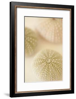 Ocean Treasures III-Karyn Millet-Framed Photographic Print