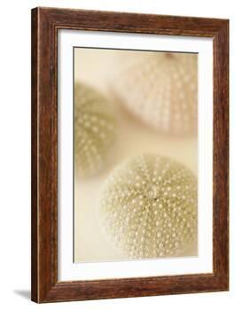 Ocean Treasures III-Karyn Millet-Framed Photographic Print
