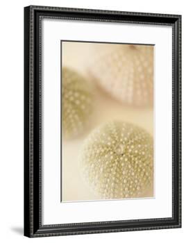 Ocean Treasures III-Karyn Millet-Framed Photographic Print