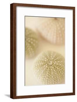 Ocean Treasures III-Karyn Millet-Framed Photographic Print
