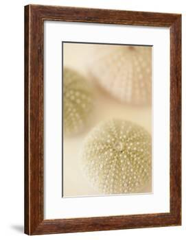 Ocean Treasures III-Karyn Millet-Framed Photographic Print