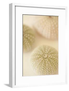 Ocean Treasures III-Karyn Millet-Framed Photographic Print