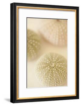 Ocean Treasures III-Karyn Millet-Framed Photographic Print