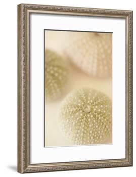Ocean Treasures III-Karyn Millet-Framed Photographic Print