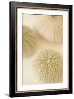 Ocean Treasures III-Karyn Millet-Framed Photographic Print