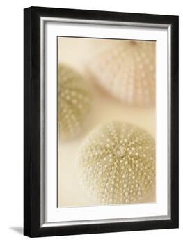 Ocean Treasures III-Karyn Millet-Framed Photographic Print
