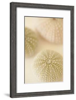 Ocean Treasures III-Karyn Millet-Framed Photographic Print