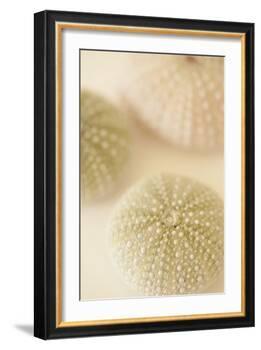 Ocean Treasures III-Karyn Millet-Framed Photographic Print