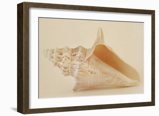 Ocean Treasures IX-Karyn Millet-Framed Photographic Print