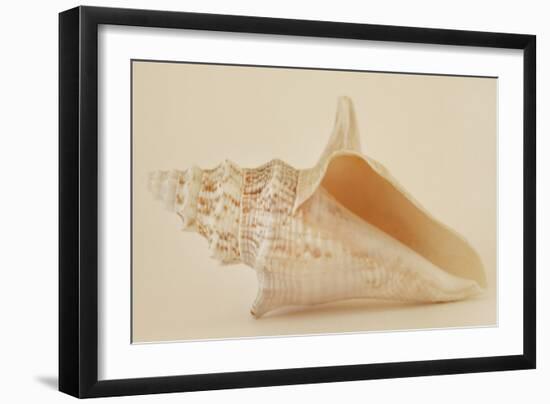 Ocean Treasures IX-Karyn Millet-Framed Photographic Print