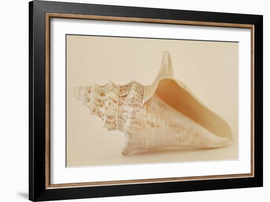 Ocean Treasures IX-Karyn Millet-Framed Photographic Print