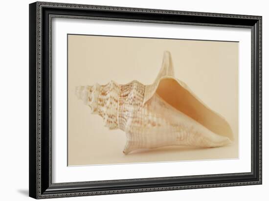 Ocean Treasures IX-Karyn Millet-Framed Photographic Print