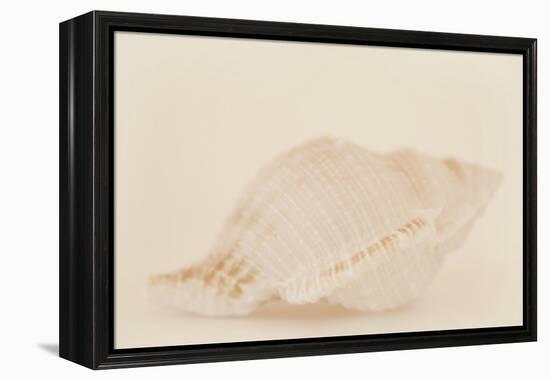 Ocean Treasures VIII-Karyn Millet-Framed Premier Image Canvas