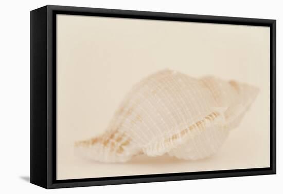 Ocean Treasures VIII-Karyn Millet-Framed Premier Image Canvas