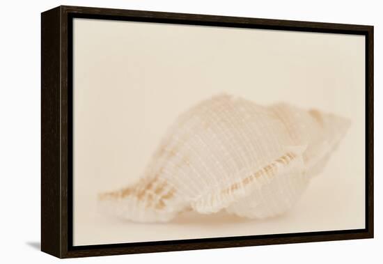 Ocean Treasures VIII-Karyn Millet-Framed Premier Image Canvas