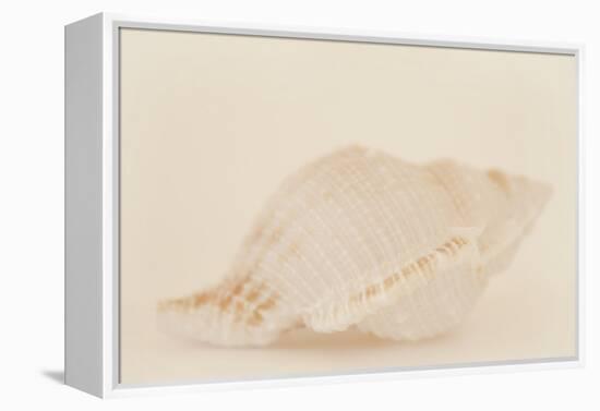 Ocean Treasures VIII-Karyn Millet-Framed Premier Image Canvas