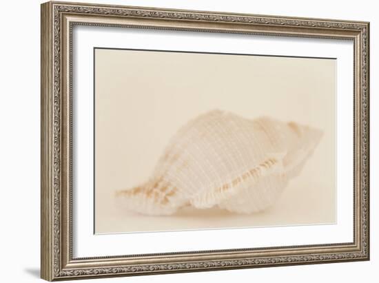Ocean Treasures VIII-Karyn Millet-Framed Photographic Print