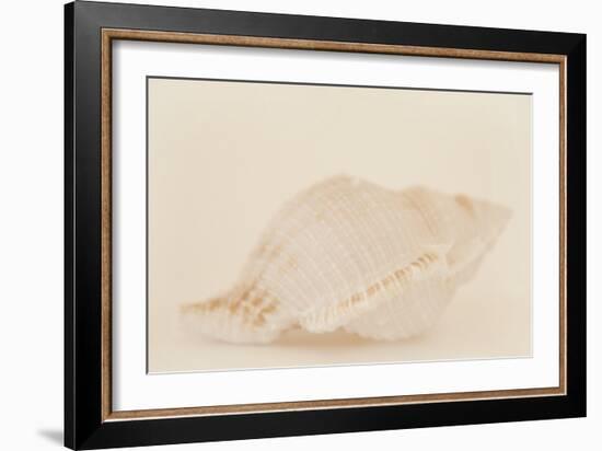 Ocean Treasures VIII-Karyn Millet-Framed Photographic Print