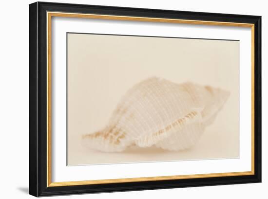 Ocean Treasures VIII-Karyn Millet-Framed Photographic Print