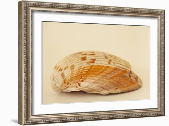 Ocean Treasures X-Karyn Millet-Framed Photographic Print