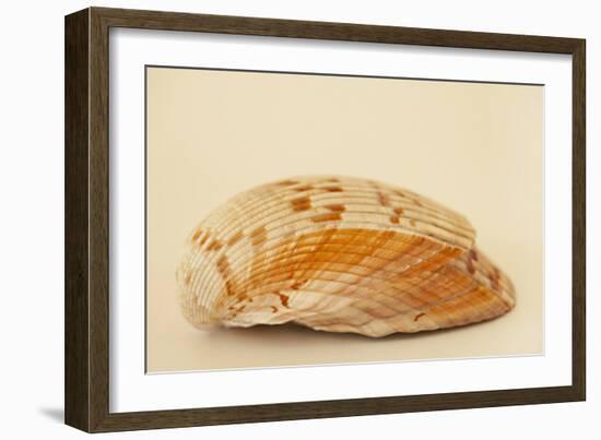 Ocean Treasures X-Karyn Millet-Framed Photographic Print
