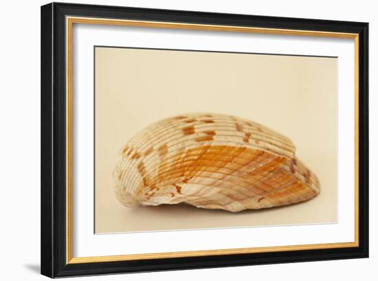 Ocean Treasures X-Karyn Millet-Framed Photographic Print