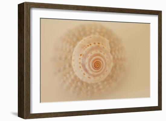 Ocean Treasures XI-Karyn Millet-Framed Photographic Print