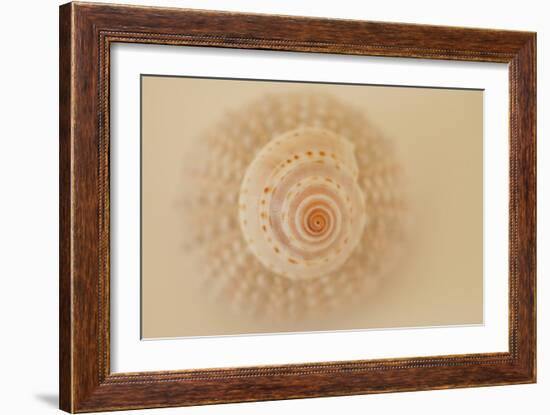 Ocean Treasures XI-Karyn Millet-Framed Photographic Print