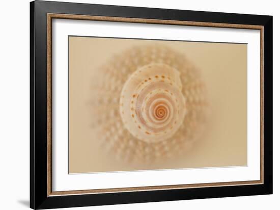 Ocean Treasures XI-Karyn Millet-Framed Photographic Print