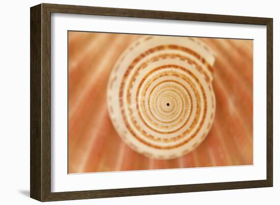 Ocean Treasures XIV-Karyn Millet-Framed Photographic Print