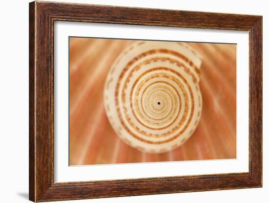 Ocean Treasures XIV-Karyn Millet-Framed Photographic Print