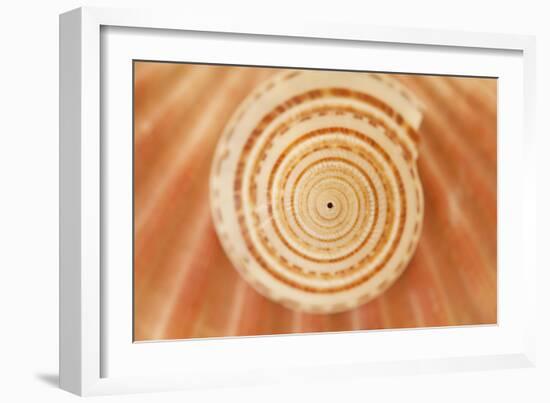 Ocean Treasures XIV-Karyn Millet-Framed Photographic Print