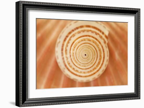 Ocean Treasures XIV-Karyn Millet-Framed Photographic Print