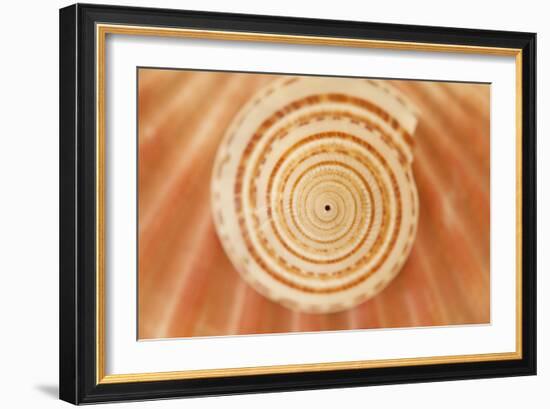 Ocean Treasures XIV-Karyn Millet-Framed Photographic Print