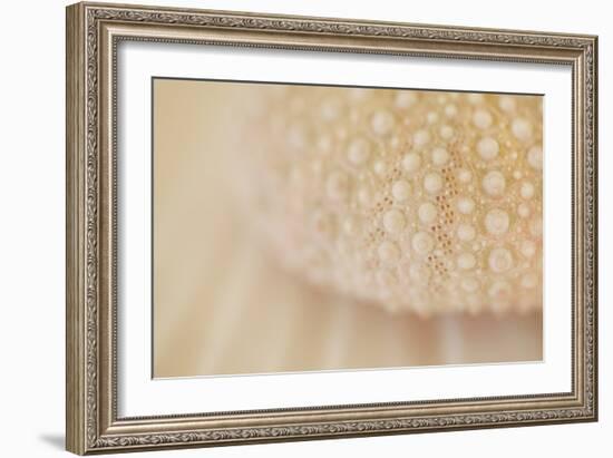 Ocean Treasures XV-Karyn Millet-Framed Photographic Print