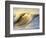 Ocean Wave Breaking-David Pu'u-Framed Photographic Print