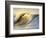 Ocean Wave Breaking-David Pu'u-Framed Photographic Print