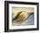 Ocean Wave Breaking-David Pu'u-Framed Photographic Print