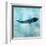 Ocean Whale 1-Ken Roko-Framed Art Print