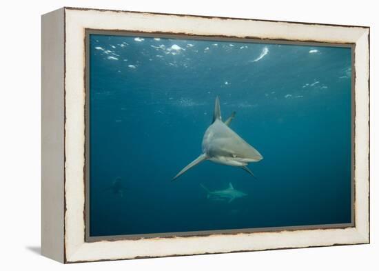 Oceanic Black-Tip Shark and Remora, KwaZulu-Natal, South Africa-Pete Oxford-Framed Premier Image Canvas