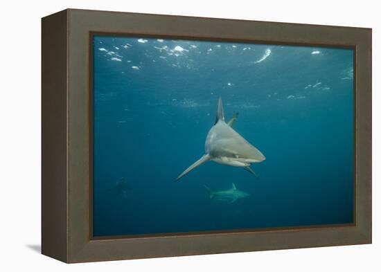 Oceanic Black-Tip Shark and Remora, KwaZulu-Natal, South Africa-Pete Oxford-Framed Premier Image Canvas