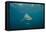 Oceanic Black-Tip Shark and Remora, KwaZulu-Natal, South Africa-Pete Oxford-Framed Premier Image Canvas