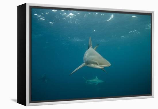 Oceanic Black-Tip Shark and Remora, KwaZulu-Natal, South Africa-Pete Oxford-Framed Premier Image Canvas