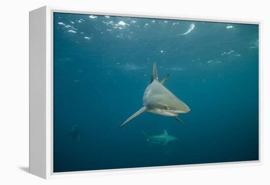 Oceanic Black-Tip Shark and Remora, KwaZulu-Natal, South Africa-Pete Oxford-Framed Premier Image Canvas