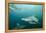 Oceanic Black-Tip Shark and Remora, KwaZulu-Natal, South Africa-Pete Oxford-Framed Premier Image Canvas