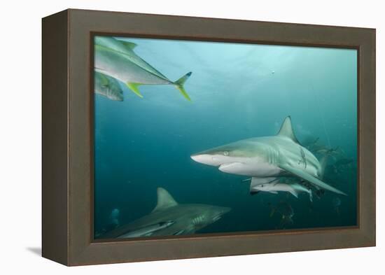 Oceanic Black-Tip Shark and Remora, KwaZulu-Natal, South Africa-Pete Oxford-Framed Premier Image Canvas